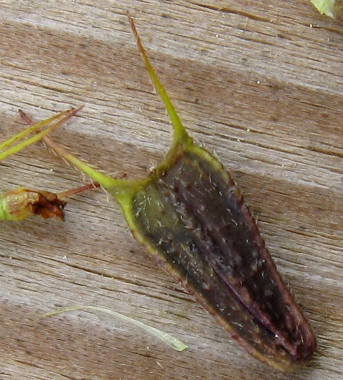 Bidens frondosa / Forbicina peduncolata
